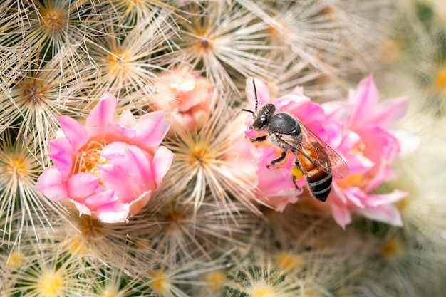 Immagine di piccola ape o nana beeapis florea su fiore rosa raccoglie nettare Animale insetto