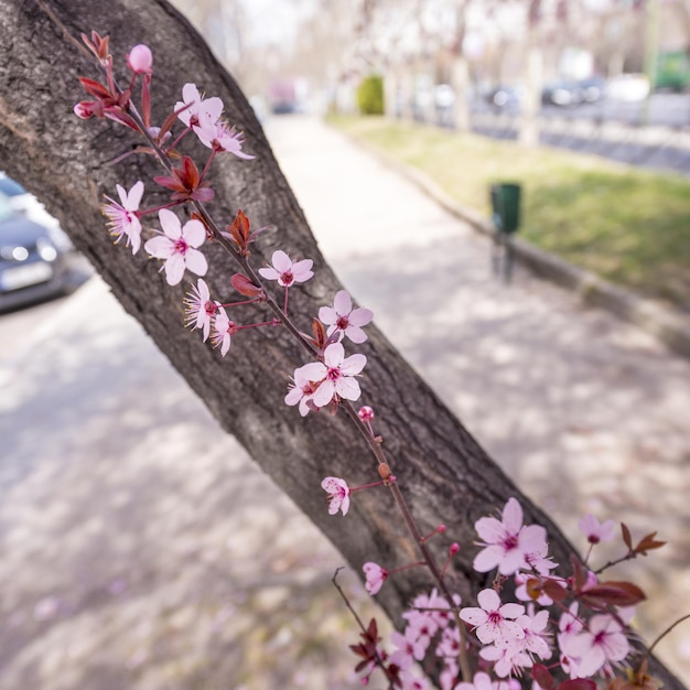 Immagine di primavera con un ramo con fiori