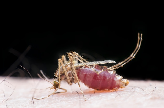 Immagine di puntura di zanzara e succhia sangue umano