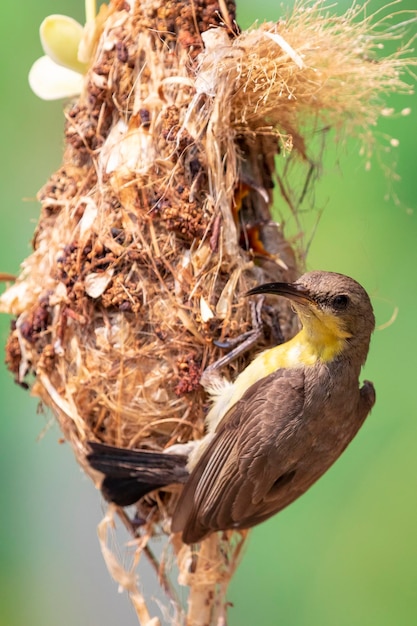 Immagine di Purple Sunbird Femmina che alimenta l'uccellino nel nido dell'uccello sullo sfondo della natura Cinnyris asiaticus Uccello Animali