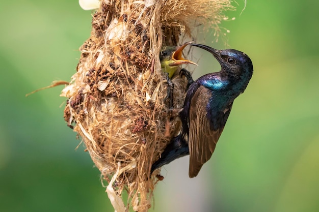 Immagine di Purple Sunbird Maschio che alimenta l'uccellino nel nido dell'uccello sullo sfondo della natura Cinnyris asiaticus Uccello Animali