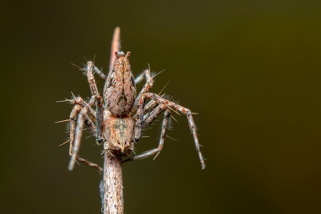 Immagine di ragni di lince (Oxyopidae)., Insetto. Animale.
