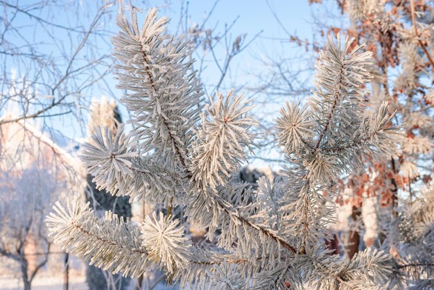 Immagine di rami di abete innevati. Anno nuovo e concetto di Natale. Sfondi ad alta risoluzione. Tecnica mista