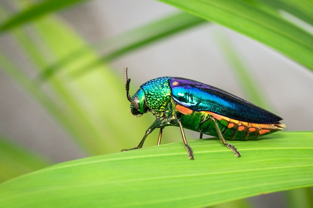 Immagine di scarabeo metallico a zampe verdi o scarabeo gioiello o scarabeo noioso metallico sulle foglie verdi