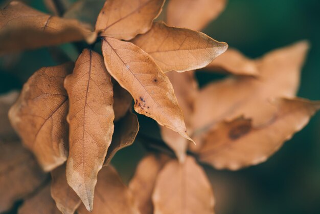 Immagine di sfondo colorato dell'autunno