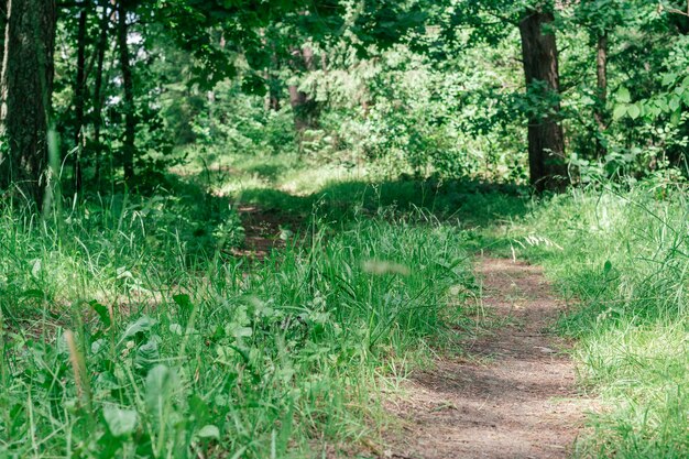 Immagine di sfondo creativa parzialmente sfocata del sentiero sabbioso nella foresta estiva, tra erba e alberi