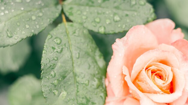 Immagine di sfondo creativa parzialmente sfocata. Delicata rosa rosa e verde