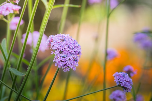 immagine di sfondo dei fiori colorati