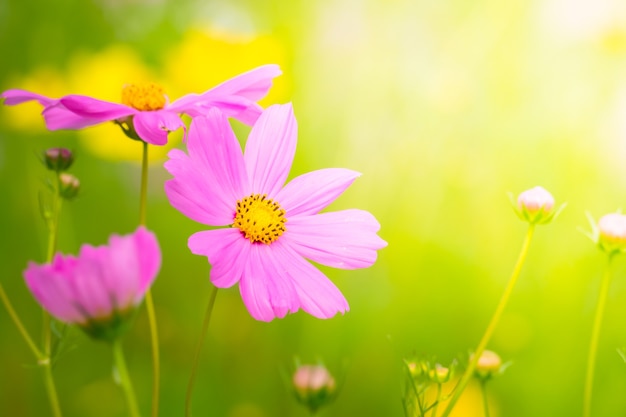 immagine di sfondo dei fiori colorati