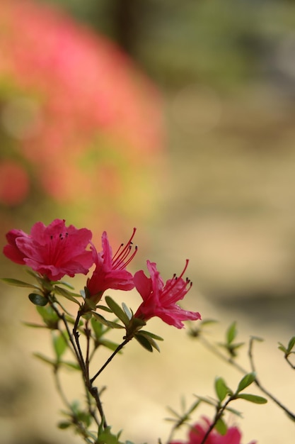 Immagine di sfondo del fiore di ciliegio.