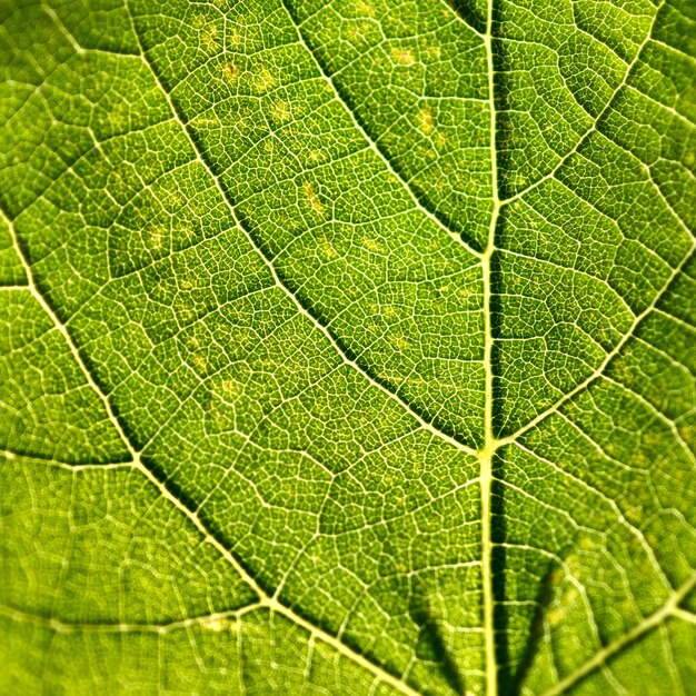 Immagine di sfondo della vena fogliare verde