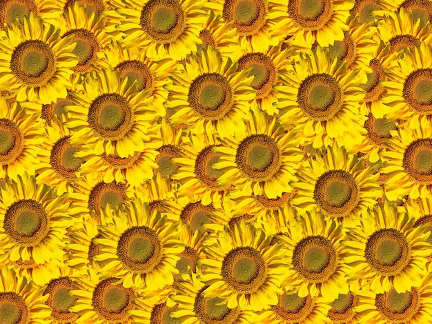 Immagine di sfondo di fiori di girasole gialli in fiore