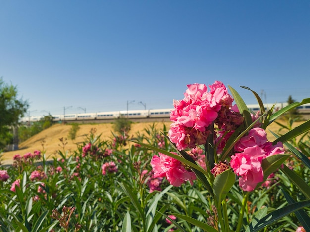 Immagine di sfondo di un acquisto di passaggio del treno e una vista di un fiore rosa. Natura pura.