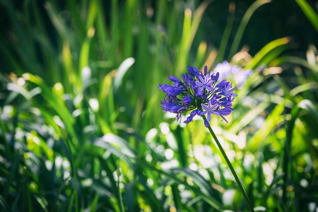 Immagine di sfondo porpora del fogliame e dei fiori