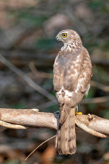 Immagine di Shikra Bird Accipiter badius su un ramo di albero sullo sfondo della natura Animali