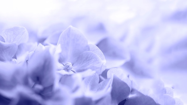 Immagine di stock di sfondo di fiori di ortensia dai toni lilla