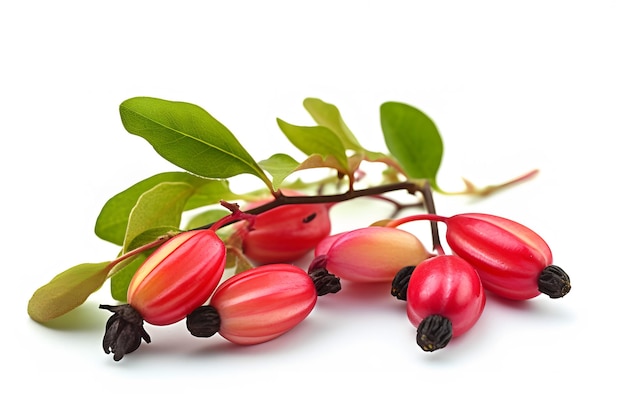 Immagine di stock vivace Belle bacche rosse sul ramo con foglie verdi lussureggianti