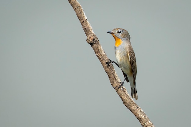 Immagine di Taiga Flycatcher o Red-throated Flycatcher Bird (Ficedula albicilla) su un ramo di albero sullo sfondo della natura. Uccelli. Animale.