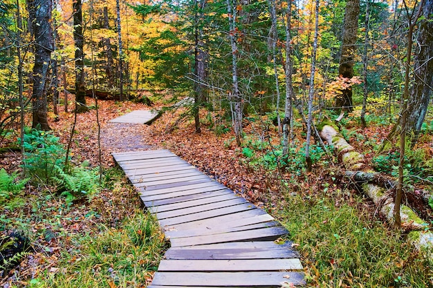 Immagine di tavole di legno tortuose attraverso la foresta con foglie cadute lungo il sentiero