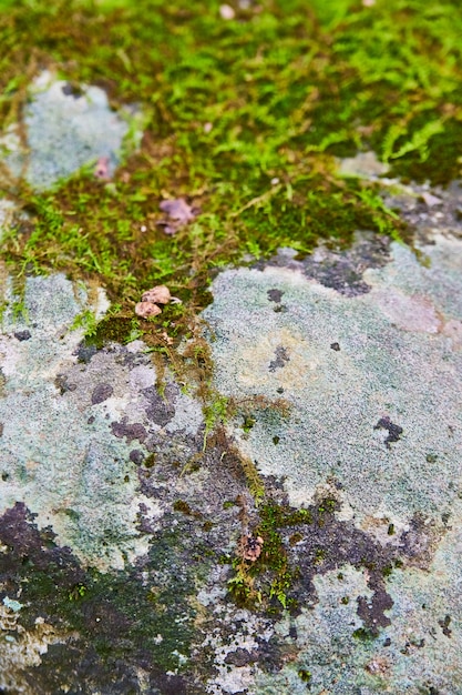 Immagine di terreno ricoperto di muschio con piccole rocce e licheni neri