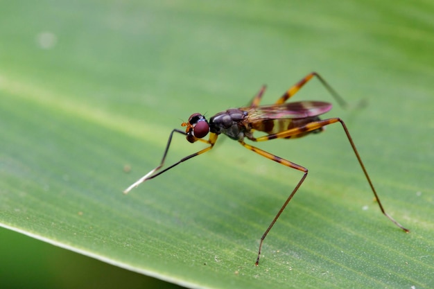 Immagine di trampoliere flyMicropezidae su foglie verdi Insetto Animale