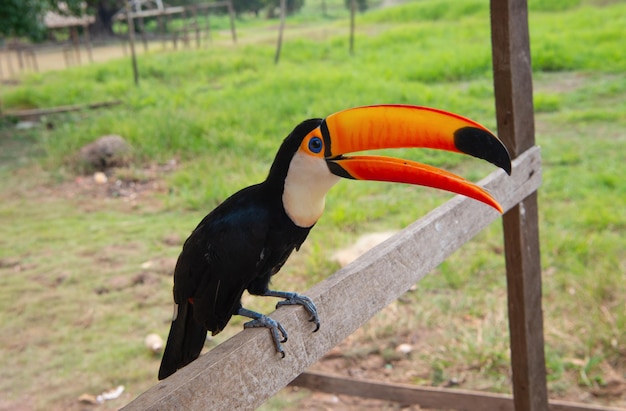 Immagine di tucano con becco fuori tucano con becco tucano all'aperto con becco nella fauna selvatica