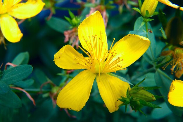 Immagine di un bel giallo in fiore