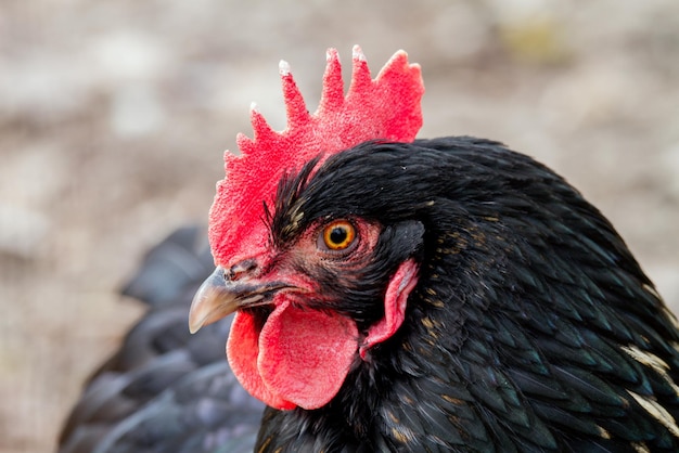 Immagine di un bel pollo nero con una capesante rossa