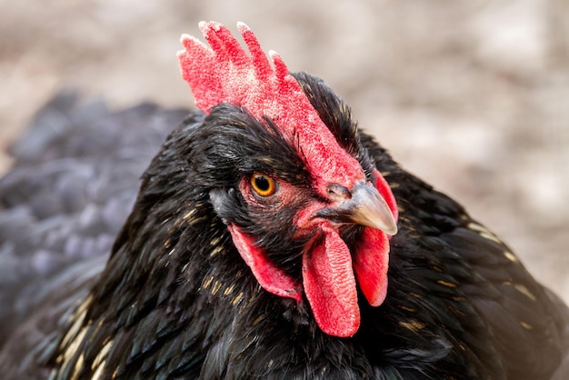 Immagine di un bel pollo nero con una capesante rossa