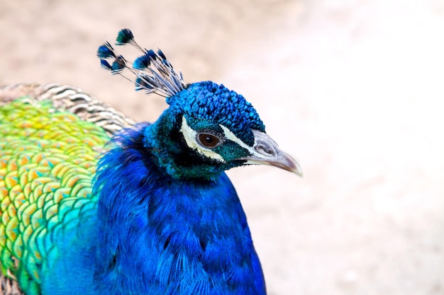 immagine di un bellissimo giovane animale uccello pavone