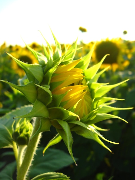 Immagine di un bellissimo girasole verde nel campo