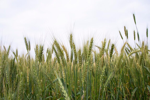 Immagine di un campo di grano di grano in primo piano con l'immagine del cielo blu