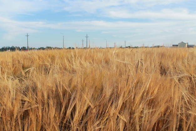 Immagine di un campo di grano