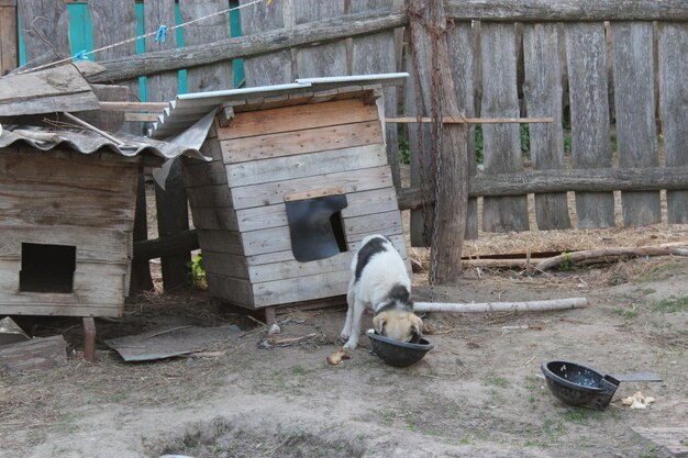 Immagine di un cane a catena che mangia vicino al canile