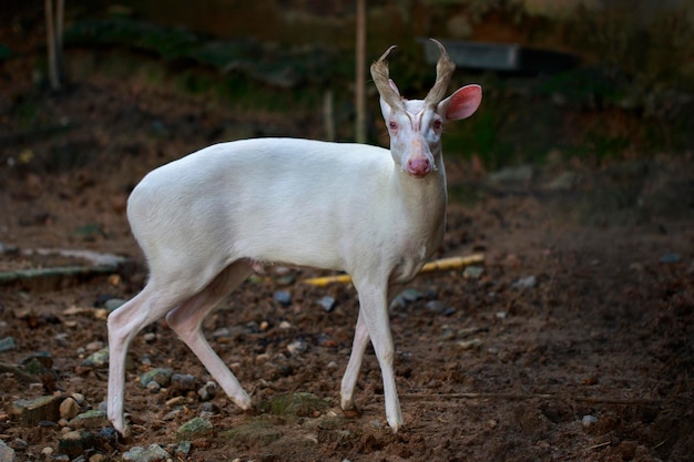 Immagine di un cervo albino che abbaia sullo sfondo della natura Animali selvatici