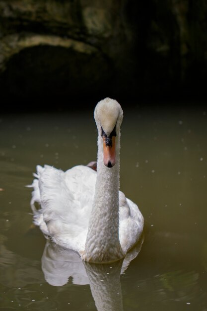 Immagine di un cigno bianco sull'acqua. Animali della fauna selvatica.