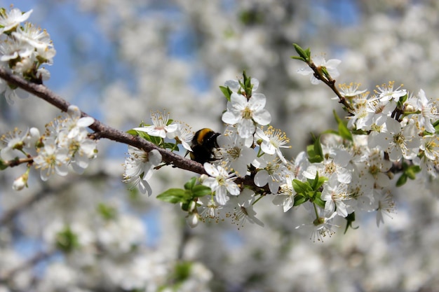 Immagine di un coleottero sull'albero di prugne in fiore