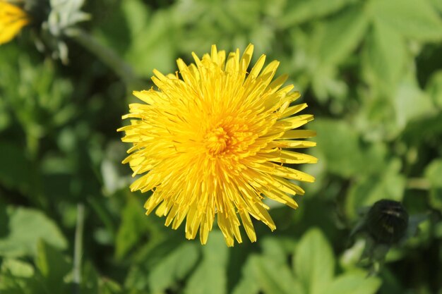 Immagine di un fiore giallo. Dente di leone.