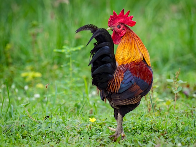 Immagine di un gallo sulla natura. Animali da fattoria.