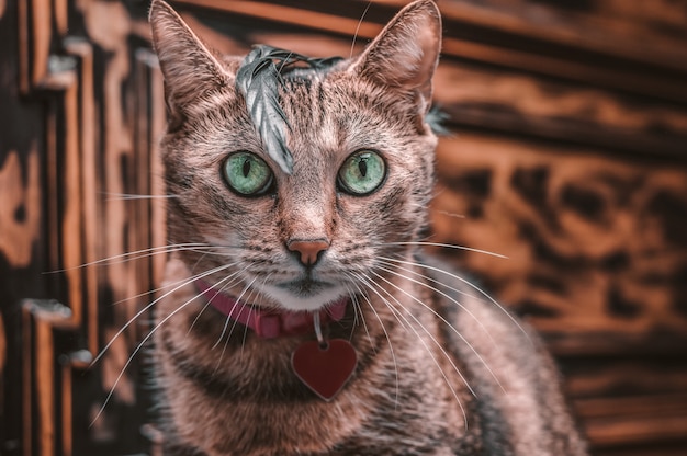 Immagine di un gatto del Bengala di razza in un collare rosa con un medaglione. Il gattino gioca con una piuma. Il concetto di cura e amore per gli animali domestici. Tecnica mista