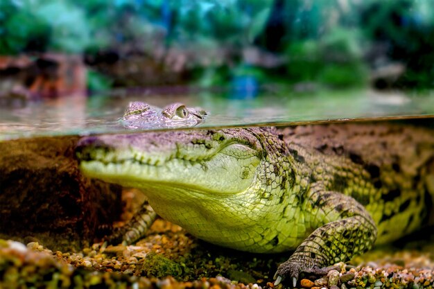 immagine di un giovane coccodrillo che guarda fuori dall'acqua