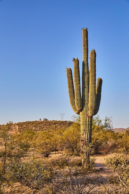 Immagine di un grande cactus nel deserto dell'Arizona