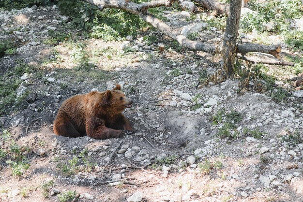 Immagine di un grande orso bruno