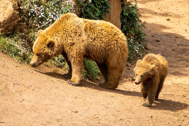 Immagine di un orso con il suo cucciolo che cammina