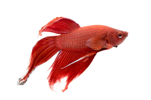 Immagine di un pesce combattente. (Betta splendens)