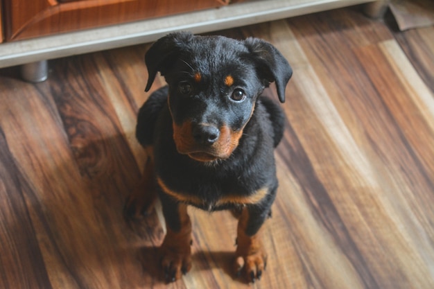 immagine di un piccolo cucciolo di Rottweiler