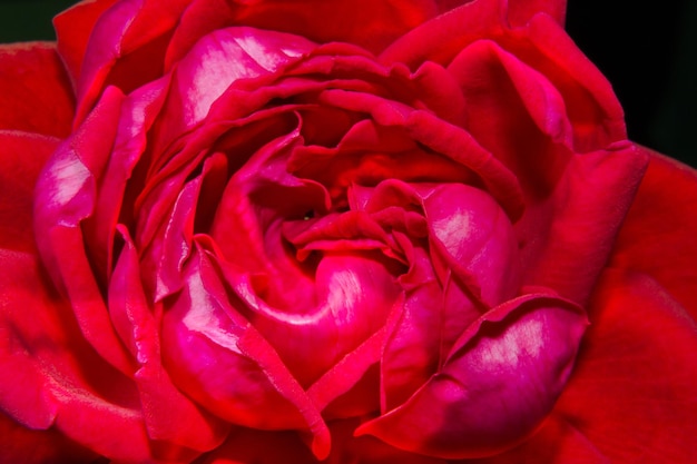 Immagine di un primo piano del bocciolo di rosa rossa