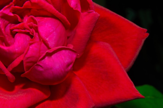 Immagine di un primo piano del bocciolo di rosa rossa