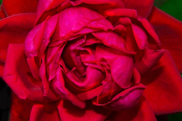 Immagine di un primo piano del bocciolo di rosa rossa