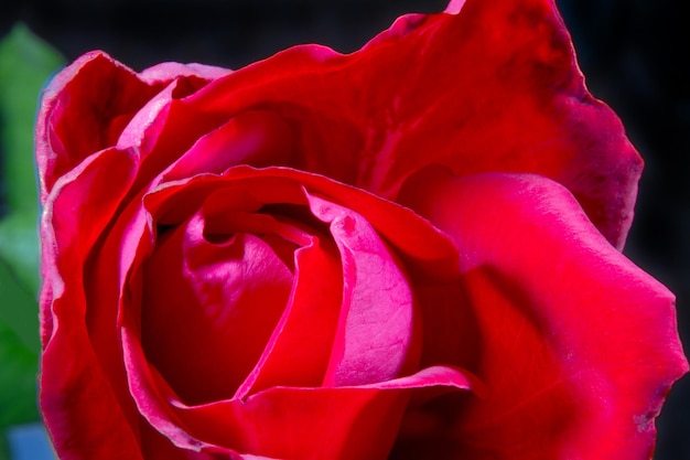 Immagine di un primo piano del bocciolo di rosa rossa